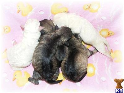 Puppies for Sale